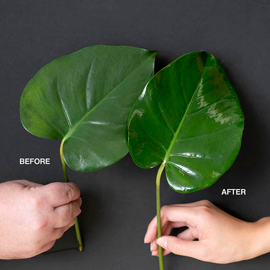 Leaf Shine Premium Spray Koch & Co 400ml