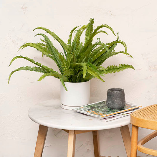 Ceramic Loreto Pot & Plate Matte White (16Dx15cmH)