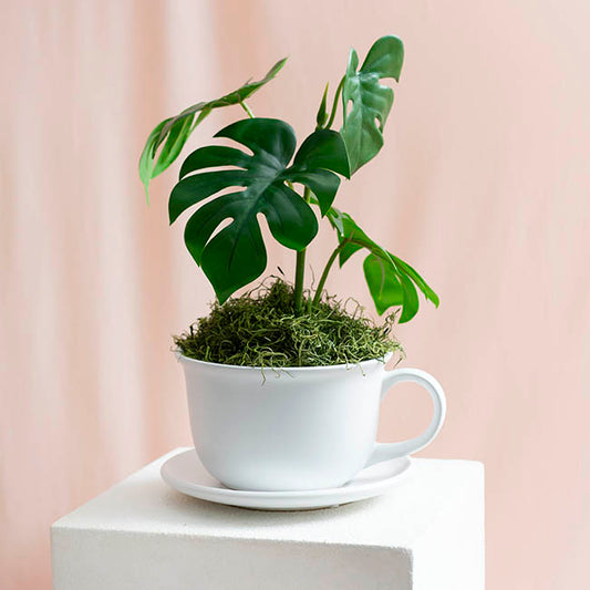 Ceramic Coffee Cup Pot & Plate Matte White (17Dx12cmH)