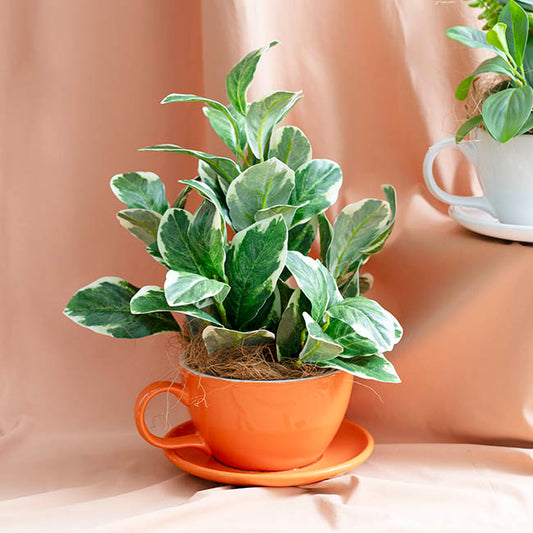 Ceramic Cappuccino Pot & Plate Gloss Orange (15Dx10cmH)