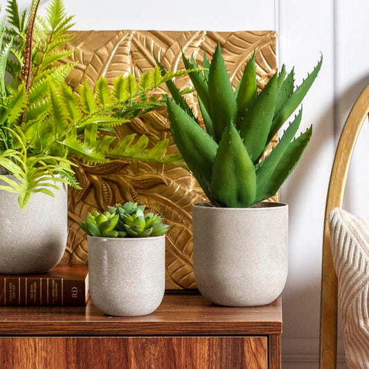 Potted Succulent Rosette 3 Heads (12cm)