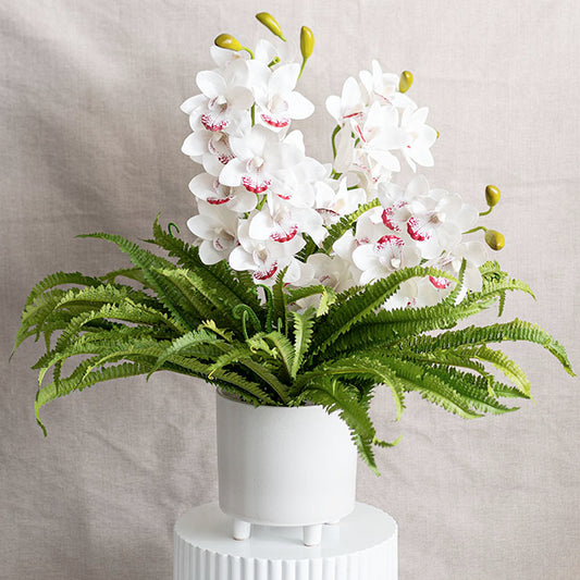 Boston Fern Bush Spray Green (60x60x55cmH)