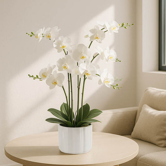 Phalaenopsis Orchid Real Touch 6 Stem Potted White (57cmH)