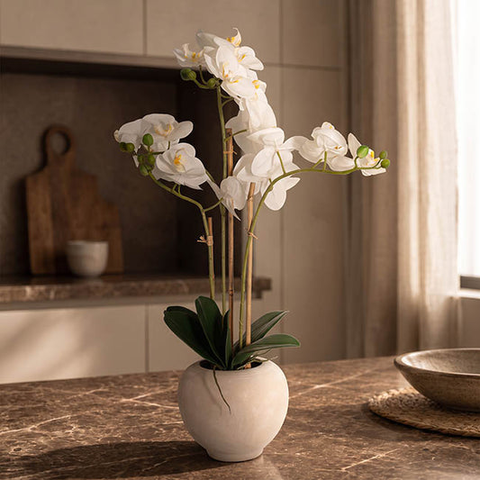 Classic Potted Phalaenopsis Orchid Real Touch White (60cmH)