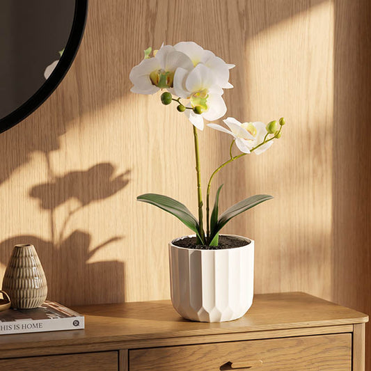 Phalaenopsis Orchid Potted 2 Stem Real Touch White (40cmH)