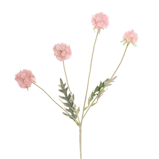 Scabiosa Spray x 4 Heads Pink (60cmH)