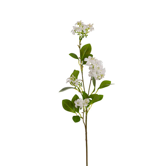 Murraya Paniculata Orange Jasmine Spray White (78cmH) – Koch & Co