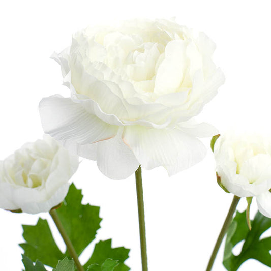 Helena Ranunculus Spray White (61cmH)