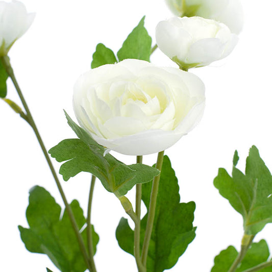 Mini Ranunculus Spray Cream (67cmH)