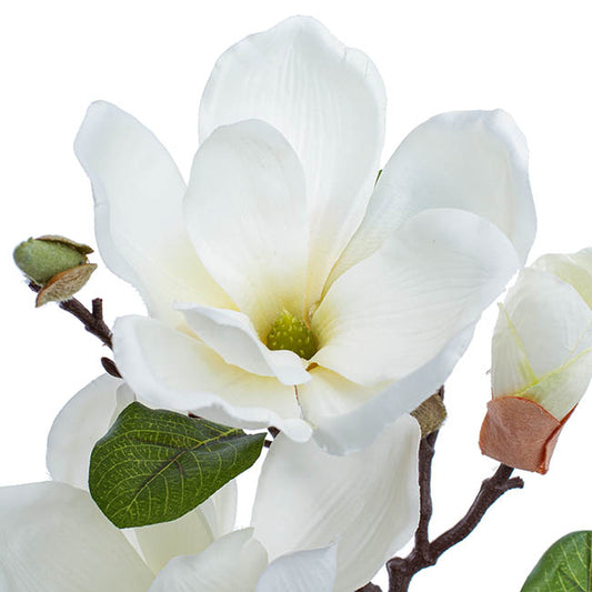 Magnolia Open Flower Spray with Bud White (71cmH)