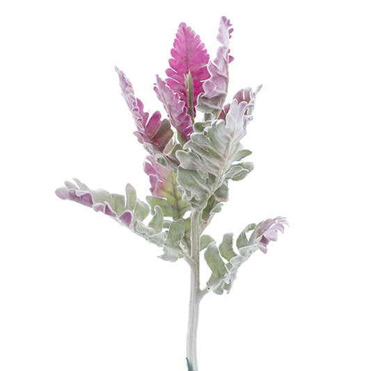 Dusty Miller Grey (38cmH)