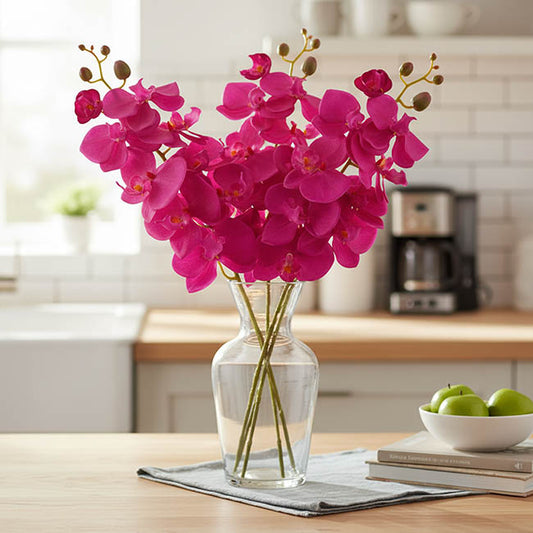 Phalaenopsis Orchid Hot Pink (75cmH)