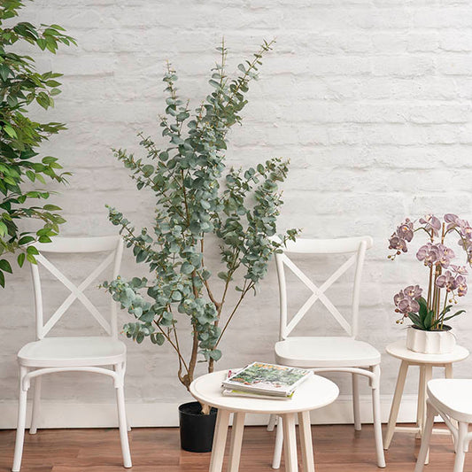 Premium Real Touch Artificial Eucalyptus Tree Green (180cmH)