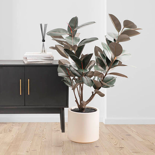 Premium Real Touch Artificial Rubber Tree Green (120cmH)