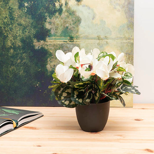Faux Cyclamen Potted White (34cmH)