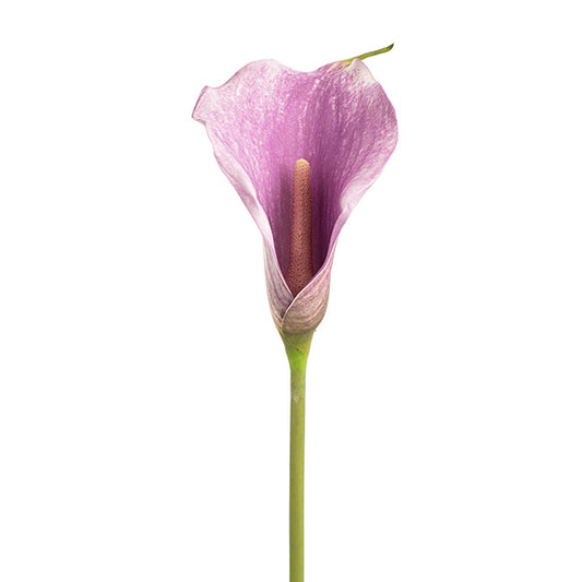 Real Touch Calla Lily Purple (72cmH)