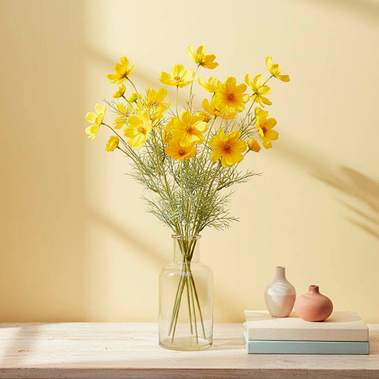 Cosmos Spray Yellow (62cmH)