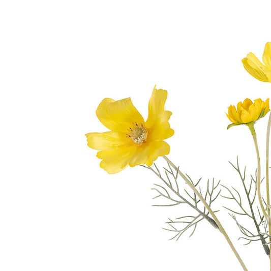 Cosmos Spray Yellow (62cmH)