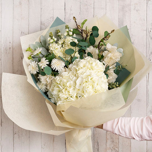 Giant Sahara Hydrangea Cream (22cmDx59cmH)