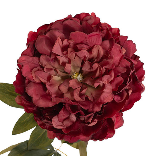 Queen Peony Stem Ombre Wine (18cmDx75cmH)