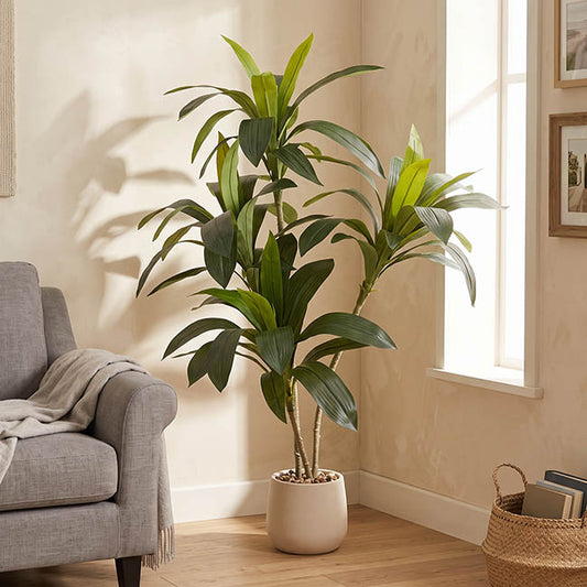 Dracaena in White Pot Faux Real Touch Green (120cmH)