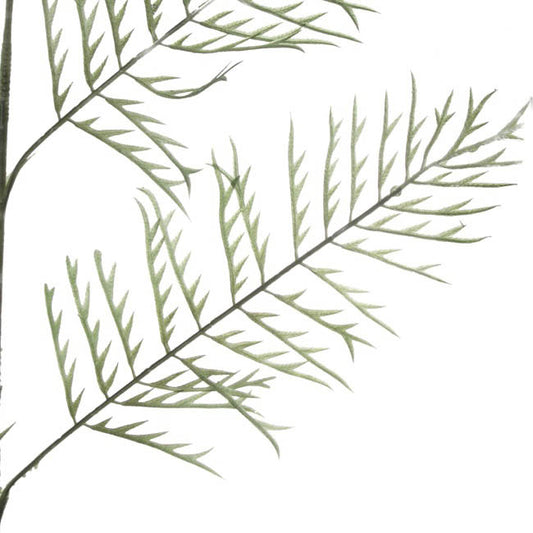 Buck's Horn Fern Stem Green (95cmH)