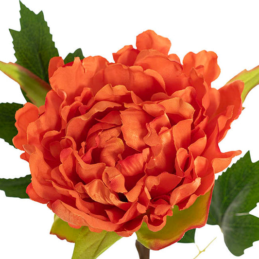 Duchess Peony Stem Orange Red (15cmDx65cmH)