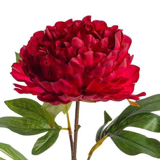 Princess Peony Red (16cmDx80cmH)