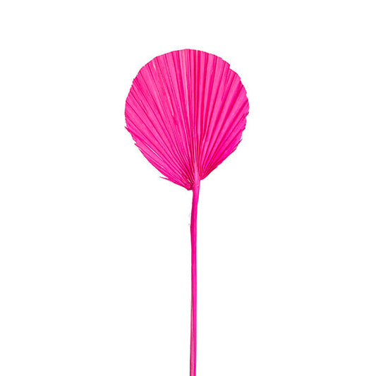 Preserved Dried Round Cut Palm Leaf Hot Pink (40-45cmH)
