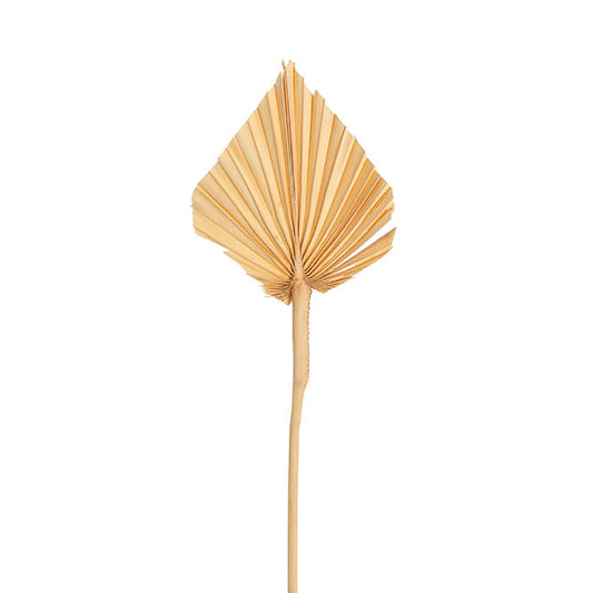 Preserved Dried Palm Spear Leaf Light Beige (45-50cmH)