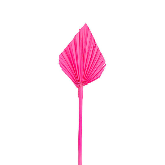 Preserved Dried Palm Spear Leaf Hot Pink (45-50cmH)