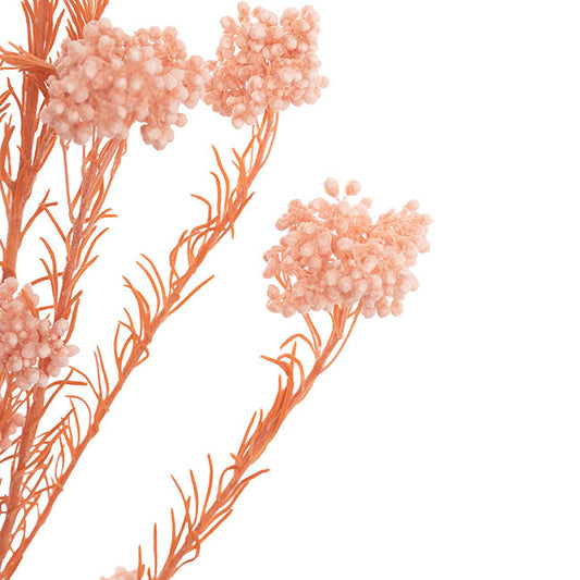 Preserved Dried Rice Flower Bunch 70g Soft Pink