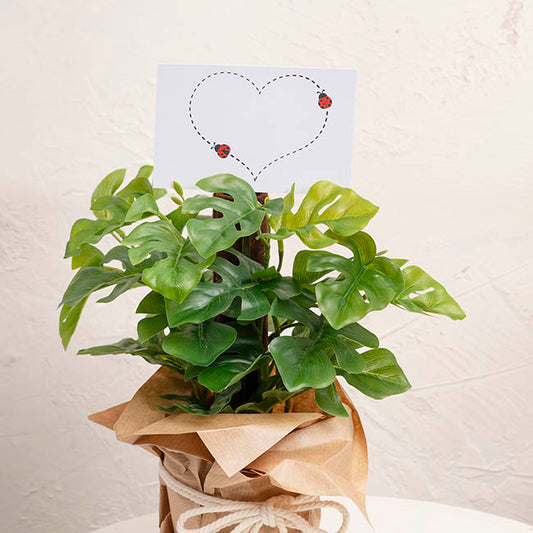 Cards White Dotted Heart with Lady Bugs (10x6.5cmH) Pack 50