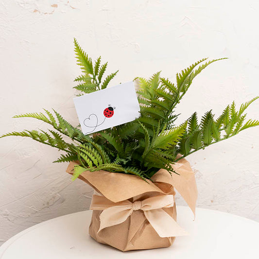 Cards White Lady Bug Love Heart Trail (10x6.5cmH) Pack 50