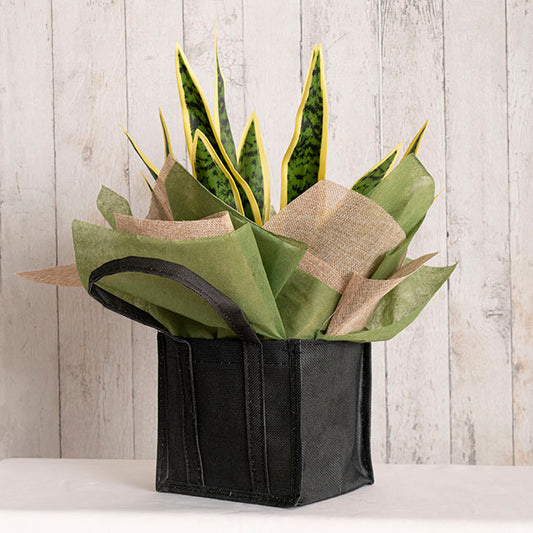 Nonwoven Wrap Sheets NOVA Moss (50x70cm) Pack 50