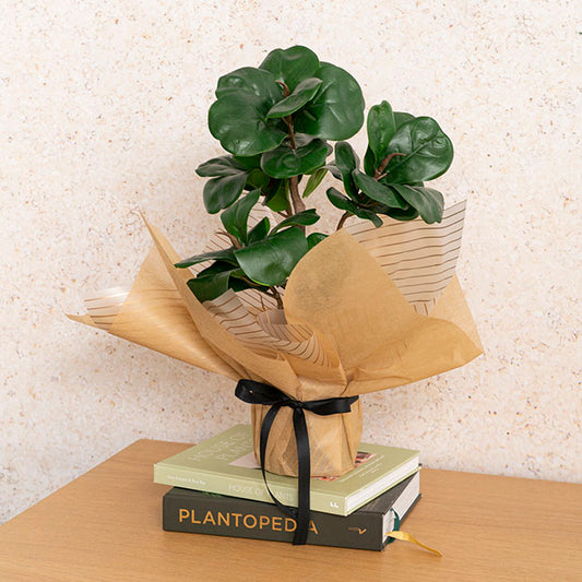 Nonwoven Wrap Sheets NOVA Metallic Gold (50x70cm) Pack 50