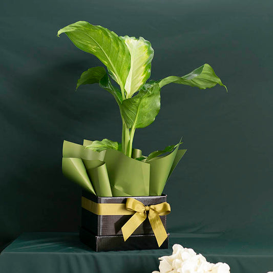 Posy Box Lid Medium Gloss Black Pack 5 (16.5x16.5x4cmH)