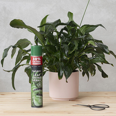 FA Flower Care - Leaf Shine & Sealer - Leaf Shine Premium Spray Koch & Co 840ml (30% Extra)