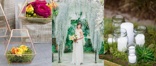 How to Preserve Spanish Moss & Decoration Ideas