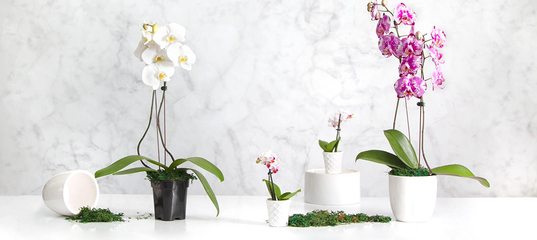 Potted Orchids   Real Versus Artificial And How To Care For Them