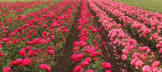 Imported roses or locally grown? That is the question.