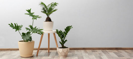 What's floristry got to do with potted plants?
