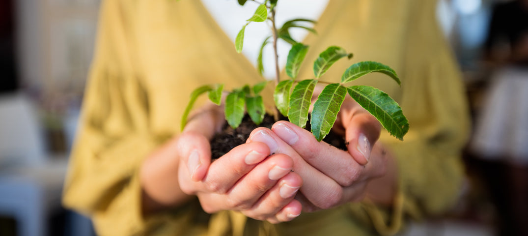 How Can Sustainability Grow Within The Floristry Industry?