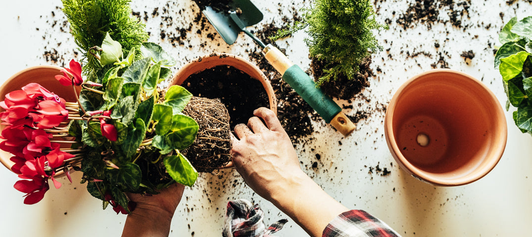 A Guide On How To Care For Your Pot Plants