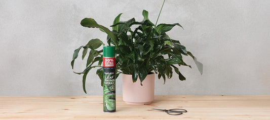 The Benefits of Using Leafshine