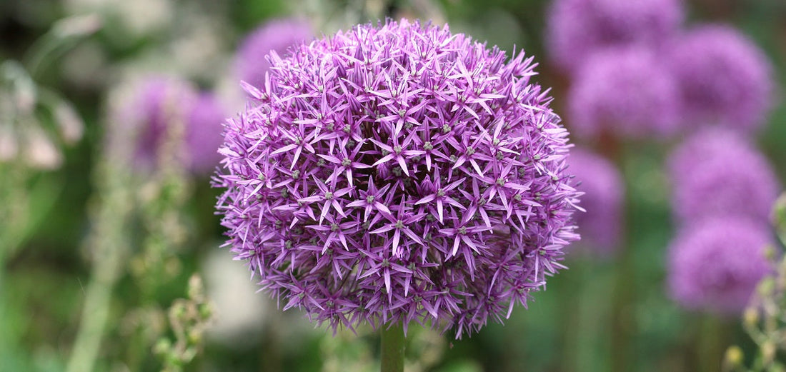 The Essential Guide To The Allium