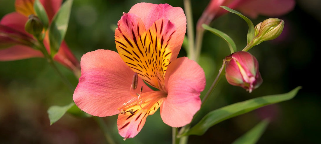 The Essential Guide To The Alstroemeria