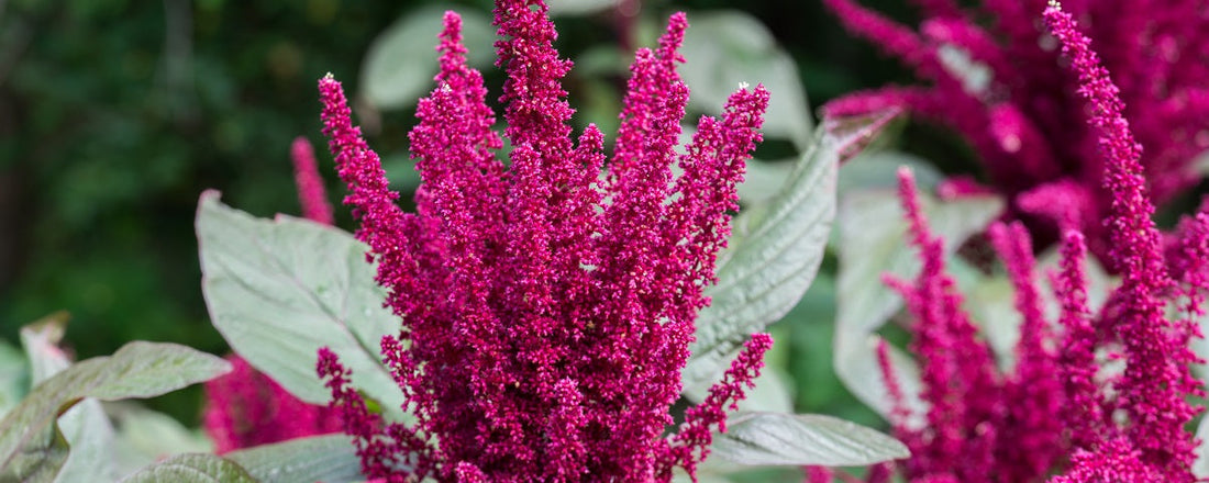 The Essential Guide To The Amaranthus