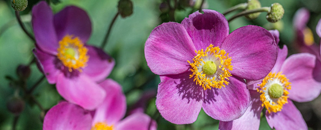 The Essential Guide To The Anemone