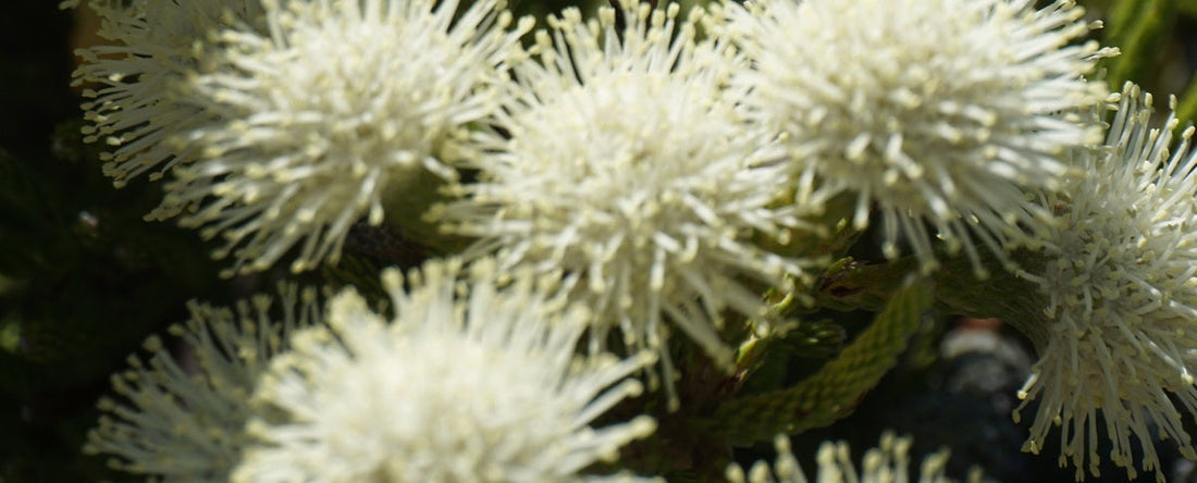 The Essential Guide To The Berzelia